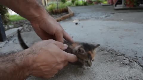 KUCING KECIL DAN LUCU