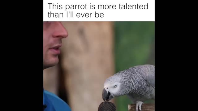 Parrot Talking / Fnuny Parrot Speaking