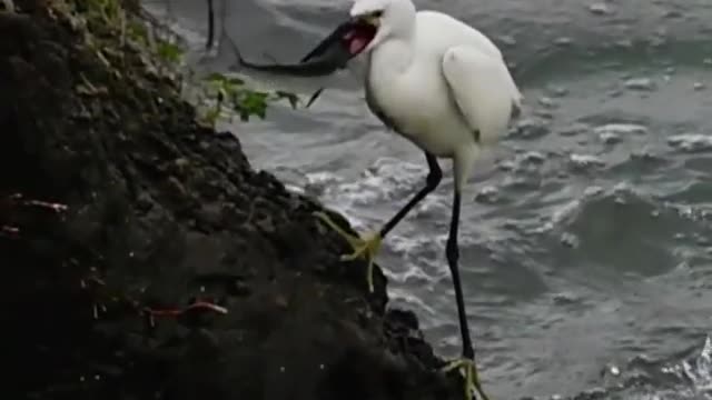 Incredible bird! The BIRDS are eating bigger FISH than themselves - Fishing With Birds