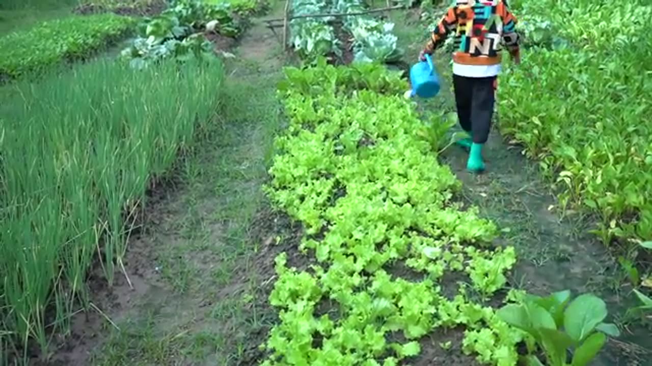 Harvest safe cabbage from vegetable garden for cooking - Cooking with Sreyhak