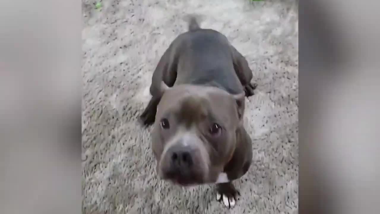 World's Best PitBull - Funny and Cute American Bulldog Compilation