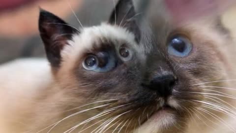 This cats are really a loyal cats. Top 10 loyal cat breeds!!!