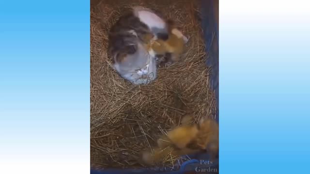 cat adopts chicken baby