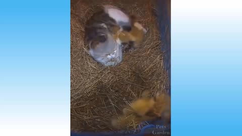 cat adopts chicken baby