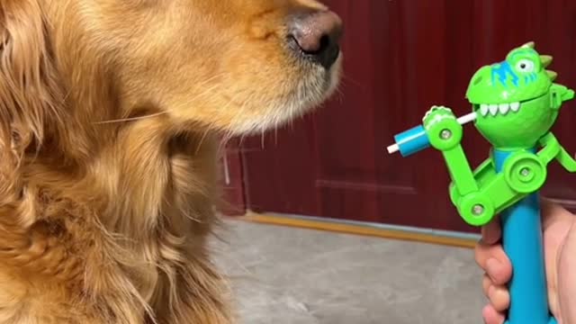 Dog: I'm so stupid and naive