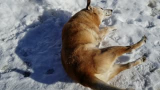 Sparky loved the snow