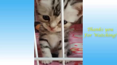 Funny Cute Pets Animals Compilation, love animals