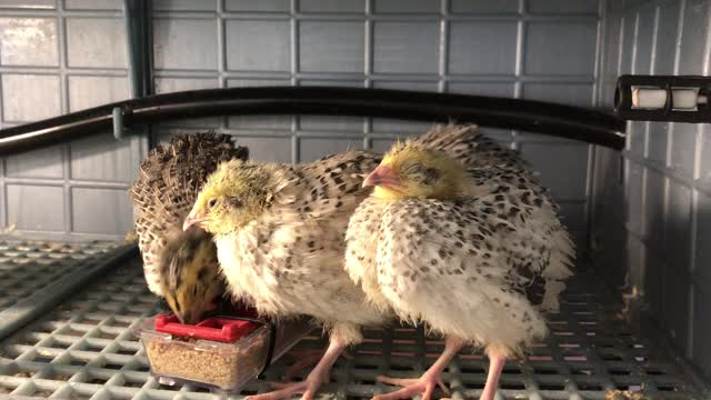 Pearl Coturnix Quail Chicks- 3 weeks old