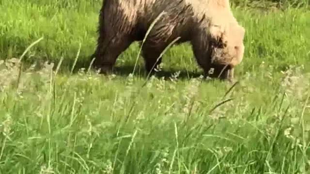 Bear in nature, very beautiful