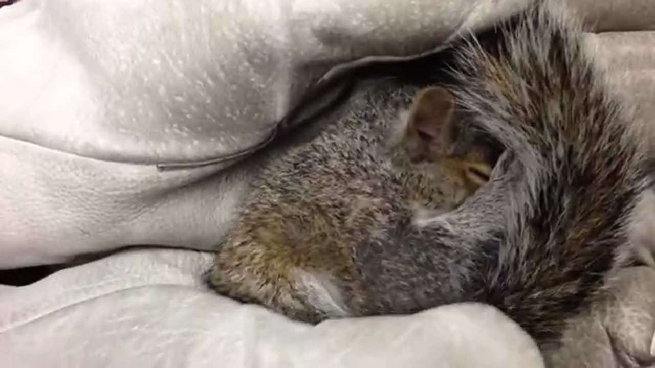 Cute Squirell