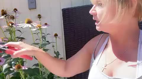 Harvest, organic echinacea for strengthening immunity for upcoming winter