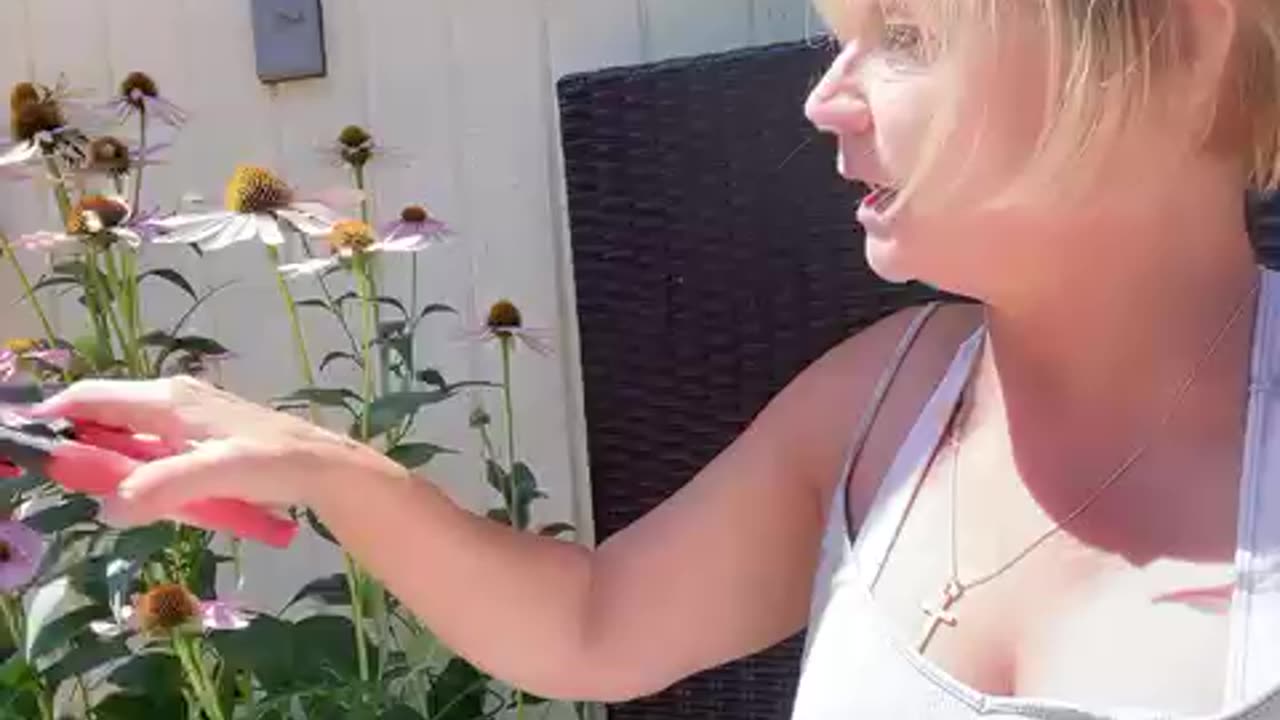 Harvest, organic echinacea for strengthening immunity for upcoming winter