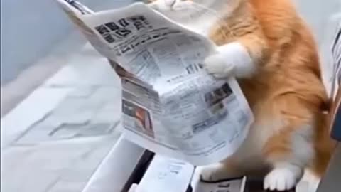 Cats care about politics too.