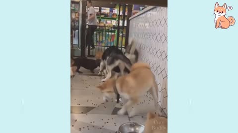 perrito gracioso