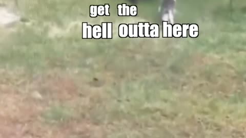 Cat vs Bear