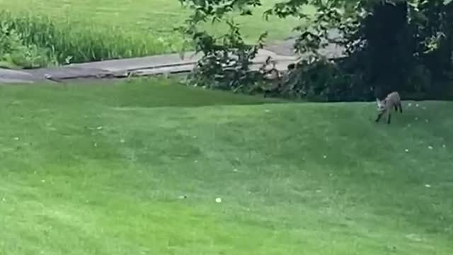 Wild Fox Playing with Golf Ball on Course