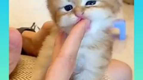 Cute cat