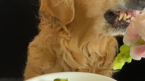 Big Dog, Big Appetite: Wet Food Feast ASMR