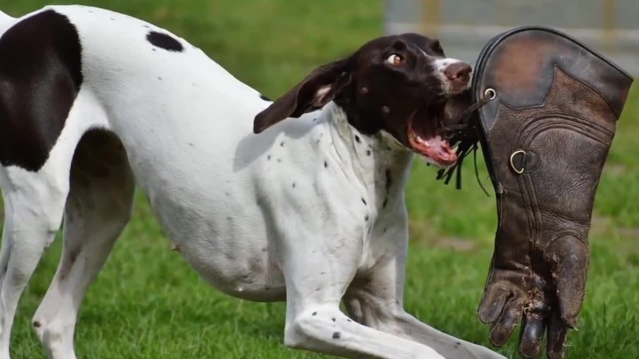 Understand Your Dog Better: Why Dogs Show Jealousy and 8 More Dogs Behaviors Explained