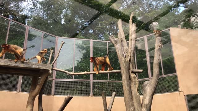 Active movement of golden monkeys