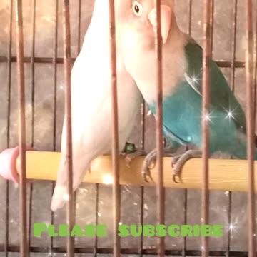 Symphony of Colors: A Playful Fiesta with Latino, Albino, Parblue, Blue Fishers, and Budgies 🌈🐠