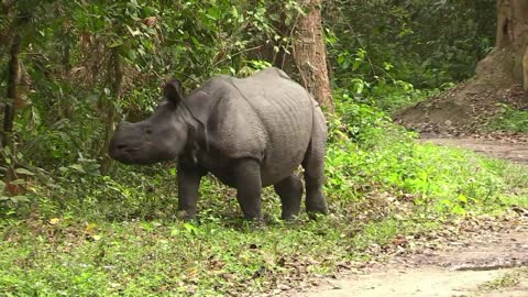 KAZIRANGA NATIONAL PARK