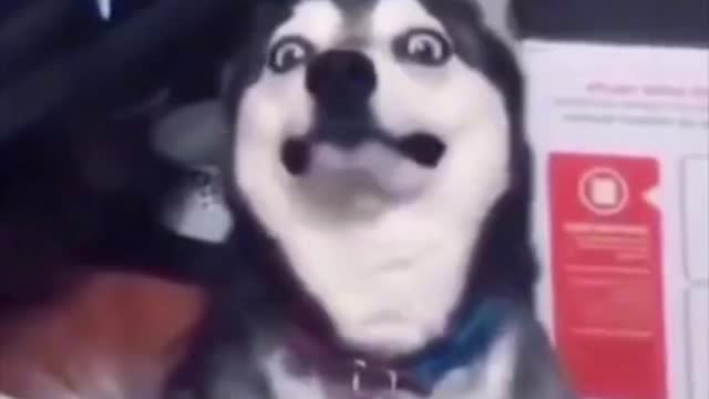 Funny Dog