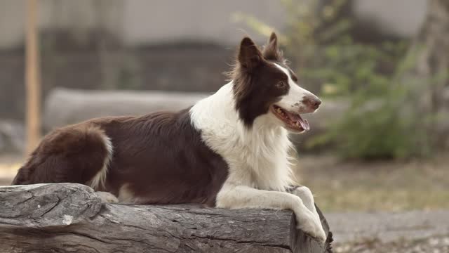 Dog sitting on log