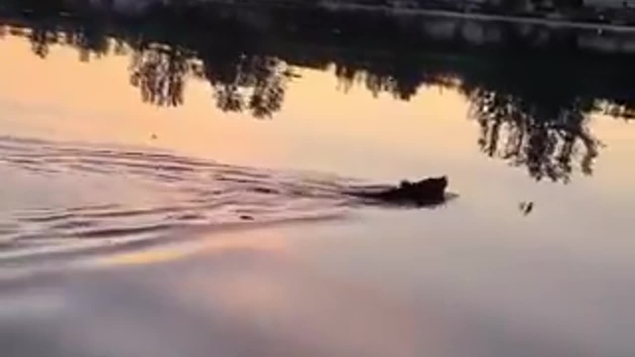 Baby Bear RESCUED From Drowning!!!