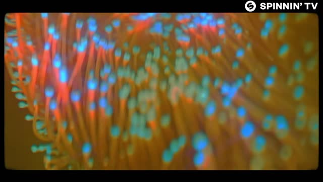 COAL CHAMBER - LOCO SOLERPLEXSTUDIOS INC .