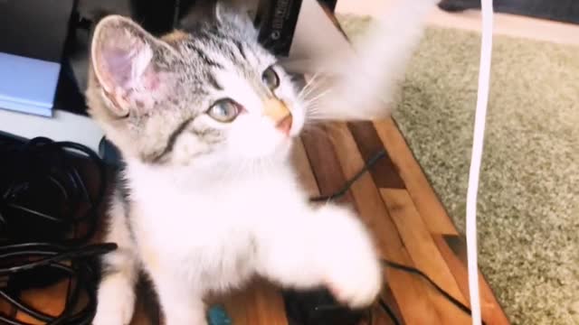 A Playful Cute Kitten