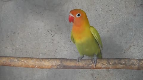 Yellow Fischer's Lovebirds