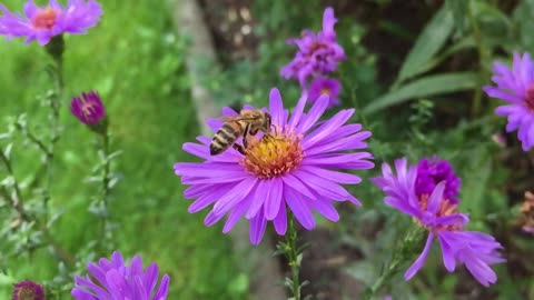 A bee feeding itself and fly always after then