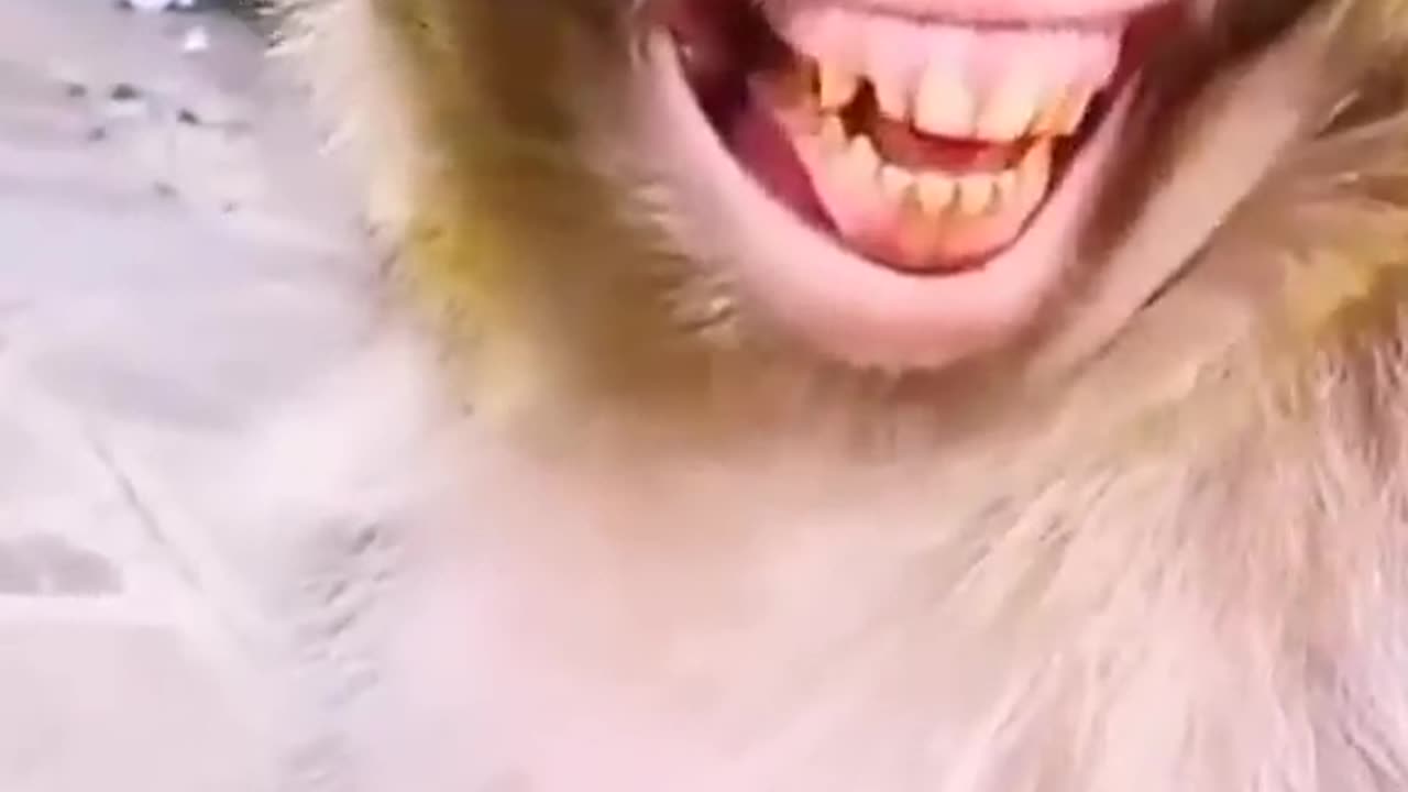 Monkey funny