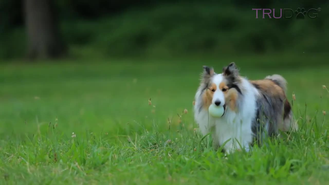 How to teach your dogs to swim easily at home