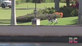 Secret Service Robot Dogs Protect Mar-a-Lago