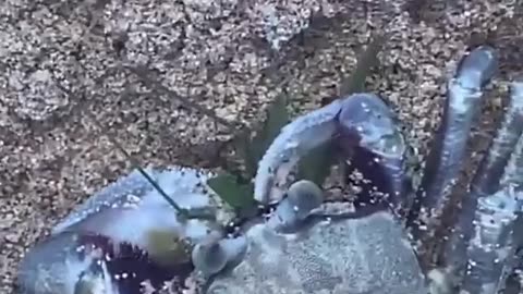 Wildlife & Funs