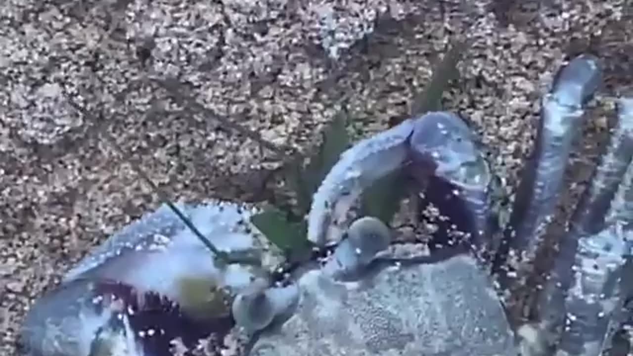 Wildlife & Funs
