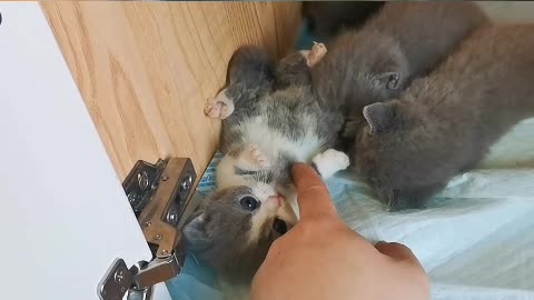 catching mice is a good cat