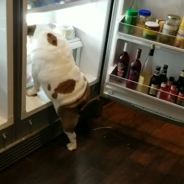 Bulldog searches and climbs into fridge every time its opened