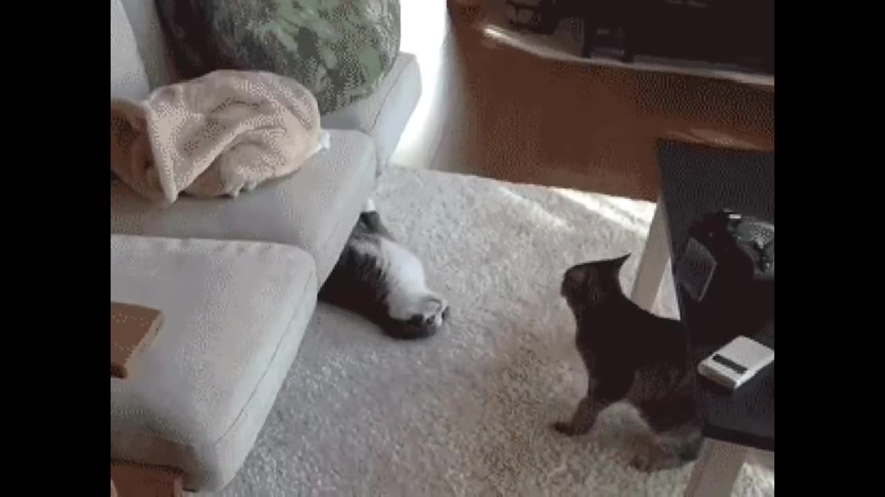 Funny Clips funny funny