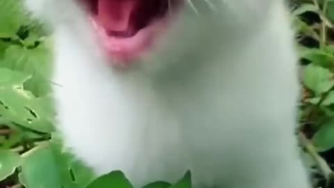 Cute cat meowing