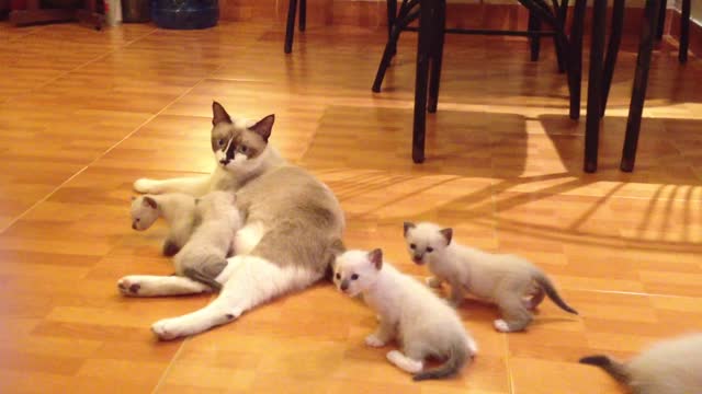 A Nursing Mother Cat With Kittens On The House Floor