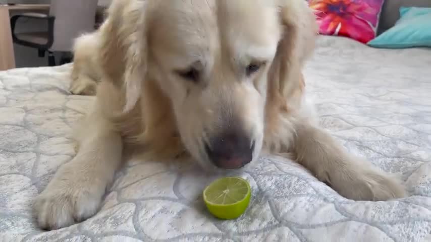 GOLDEN RETRIEVER TRYING LIME