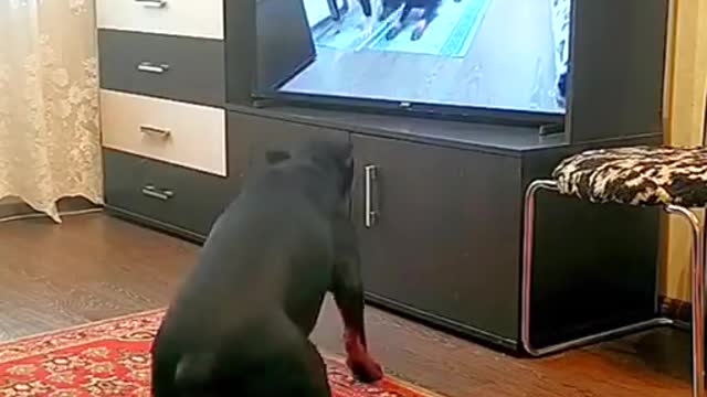 Dog doing exercise watching TV #Intersting #funny