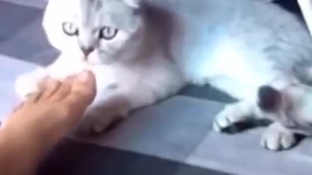 Very funny cat...hilarious shorts