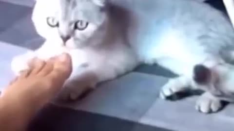 Very funny cat...hilarious shorts