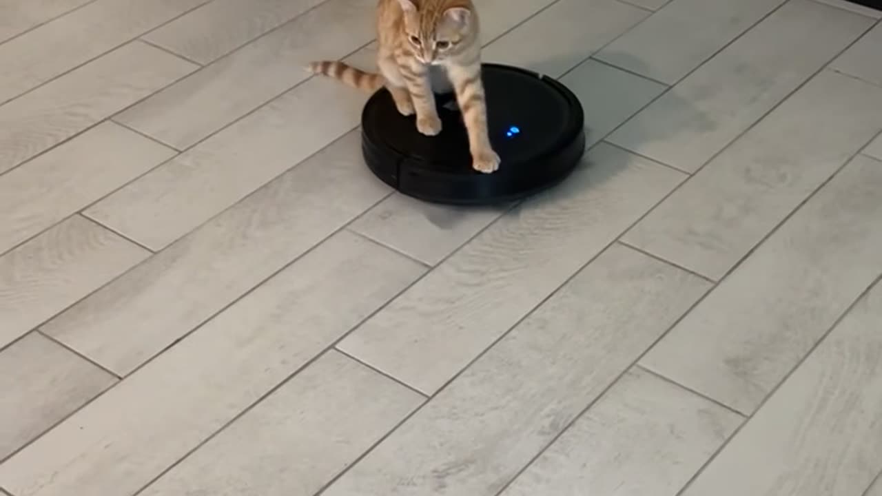 Orange Cat Rides Robot Vacuum