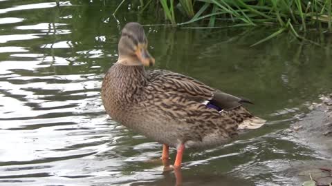 Amazing Female Duck Waiting For Her Husband At Water Edge