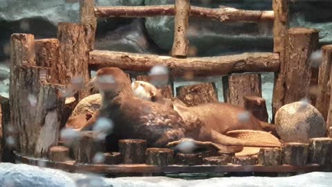 Lovely Otter